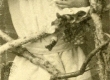 Betti Alver u. 1930 - KM EKLA
