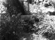 Aliide Ertel'i (1877-1955) haud Puka kalmistul 1970. a. - KM EKLA